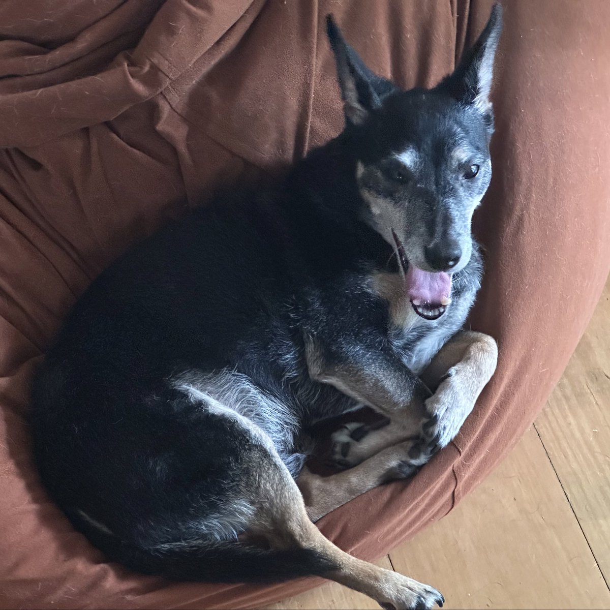 AardigOranje's tweet photo. #DogsofSokkahTwitter https://t.co/s6fgJsnamV