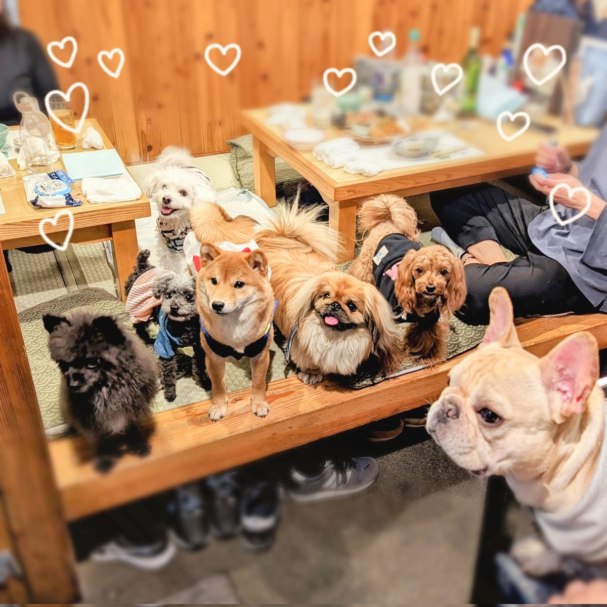 hapitan_marupu's tweet photo. ⁡⁡昨夜のワンコ飲み会🐶🍻⁡
⁡⁡モフモフいっぱーい💕⁡
どこを見てもモフモフだらけで幸せだったー🥰⁡
⁡みんな癒やしをありがとー💕⁡
#マルプー #柴犬 #ペキニーズ #チワプー⁡⁡#ビションフリーゼ #フレンチブルドッグ ⁡#ティーカッププードル⁡
#いぬのいる暮らし https://t.co/zW8M8EVgOh
