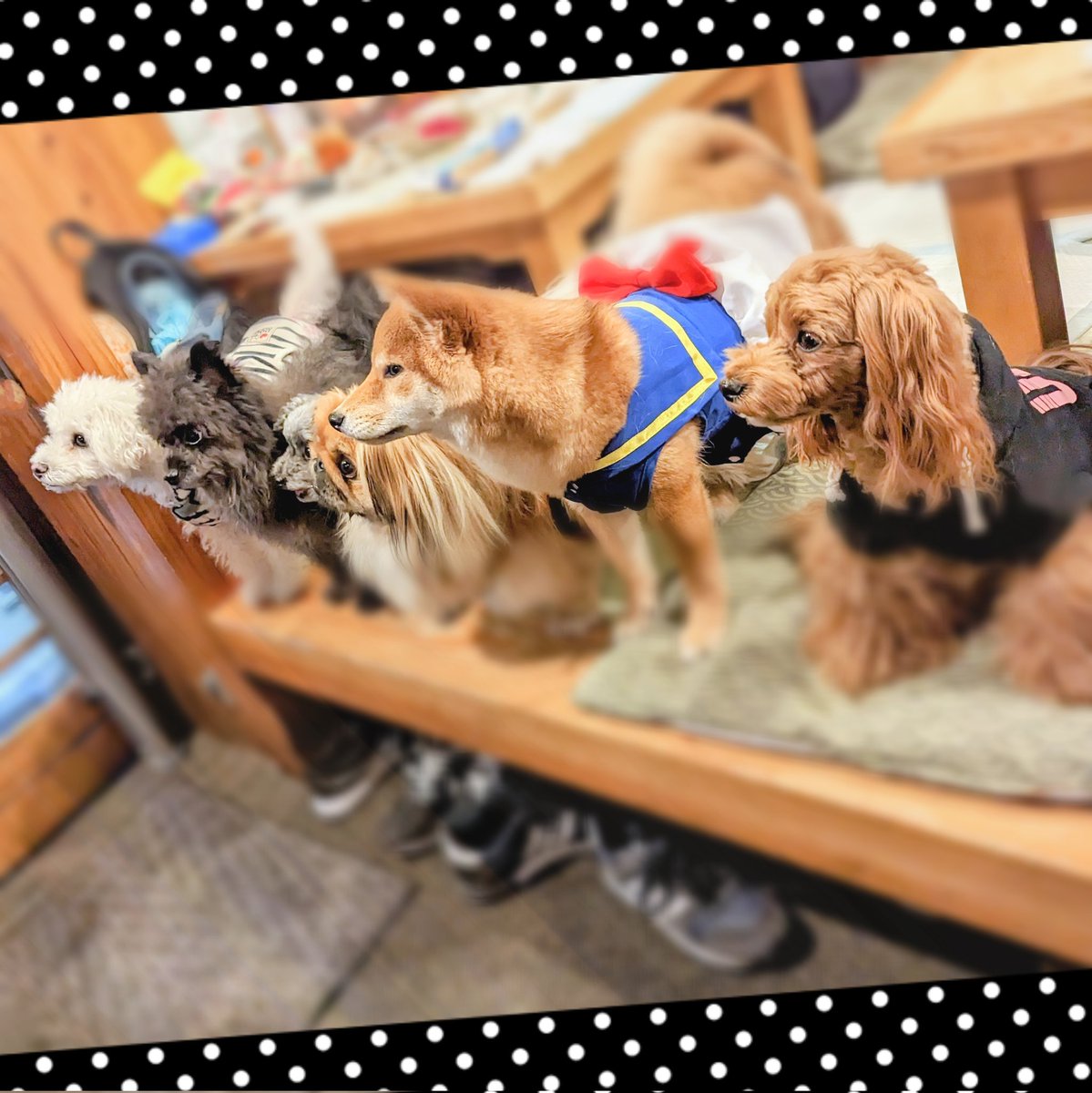 hapitan_marupu's tweet photo. ⁡⁡昨夜のワンコ飲み会🐶🍻⁡
⁡⁡モフモフいっぱーい💕⁡
どこを見てもモフモフだらけで幸せだったー🥰⁡
⁡みんな癒やしをありがとー💕⁡
#マルプー #柴犬 #ペキニーズ #チワプー⁡⁡#ビションフリーゼ #フレンチブルドッグ ⁡#ティーカッププードル⁡
#いぬのいる暮らし https://t.co/zW8M8EVgOh
