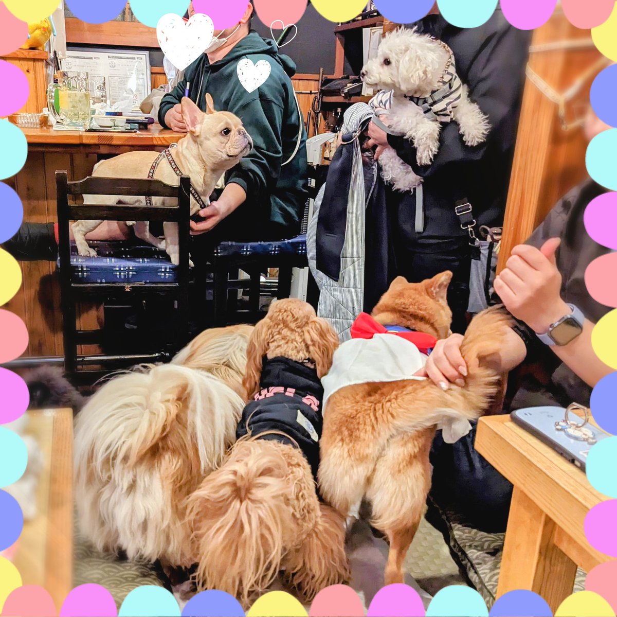 hapitan_marupu's tweet photo. ⁡⁡昨夜のワンコ飲み会🐶🍻⁡
⁡⁡モフモフいっぱーい💕⁡
どこを見てもモフモフだらけで幸せだったー🥰⁡
⁡みんな癒やしをありがとー💕⁡
#マルプー #柴犬 #ペキニーズ #チワプー⁡⁡#ビションフリーゼ #フレンチブルドッグ ⁡#ティーカッププードル⁡
#いぬのいる暮らし https://t.co/zW8M8EVgOh