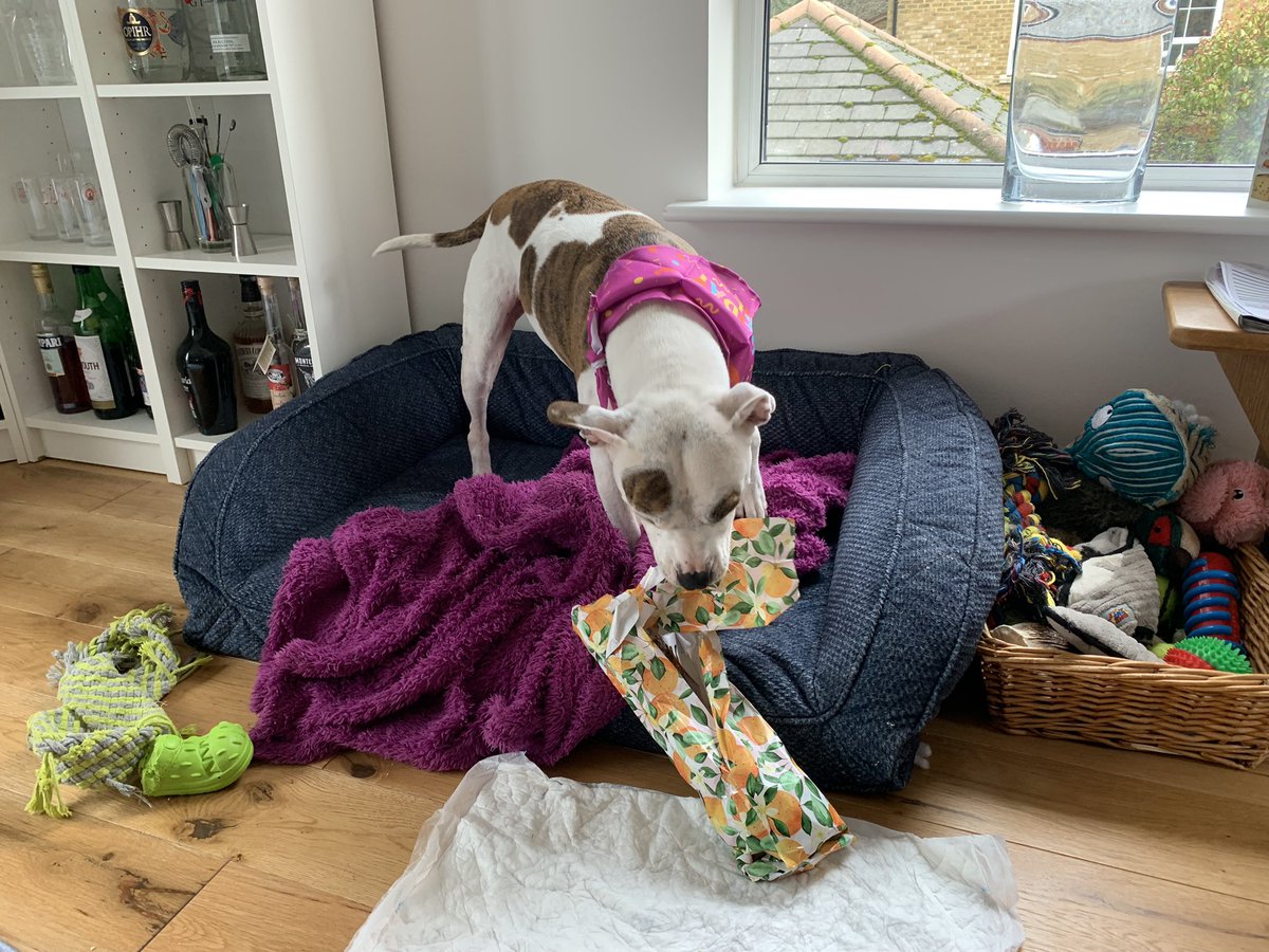 mscookiestamp's tweet photo. It’s my birthday! I’ve unwrapped a large bone but where’s my cake? https://t.co/fIKlLmBy7o