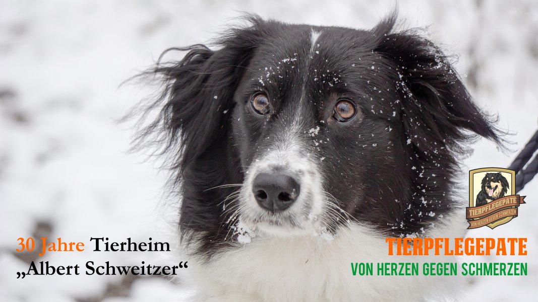 Unterstütze das Tierheim Freiberg als Tierpflegepate zum 30. Jubiläum youtu.be/0yYttjjBC1g 
💓  Unterstütze uns heute oder werde #Tierpflegepate, hier kannst du uns sofort helfen und deinen Streunerstein wie im Video erstellen. 
👉tierheimfreiberg.de/tierpflegepate/ 👈