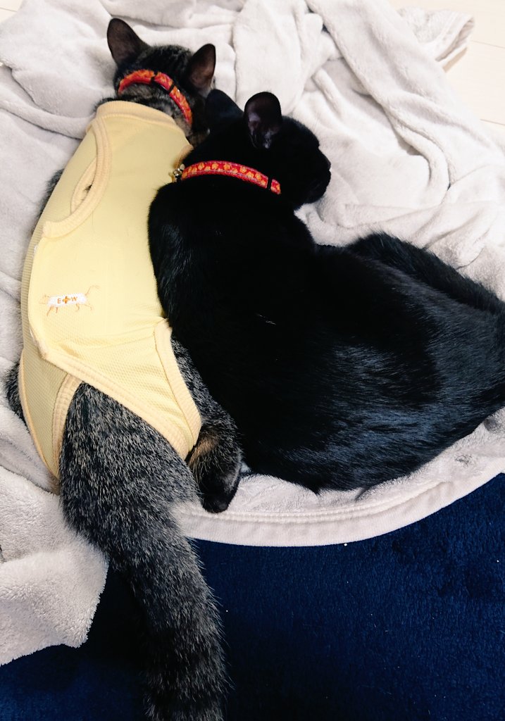 「まもるが起きてる時にくっつこうとするとベチベチ猫パンチされるので、寝てる今がチャ」|キイロイホウ⚡のイラスト