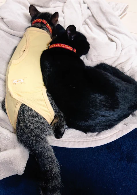 まもるが起きてる時にくっつこうとするとベチベチ猫パンチされるので、寝てる今がチャンスとくっつくきいち('- `*) 