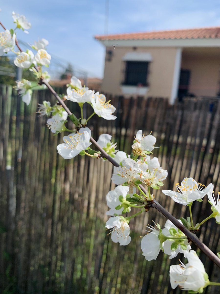 inaocris's tweet photo. Ciruelo en flor 🌸✨
#SpringIsComming https://t.co/Zm09rN1tWG