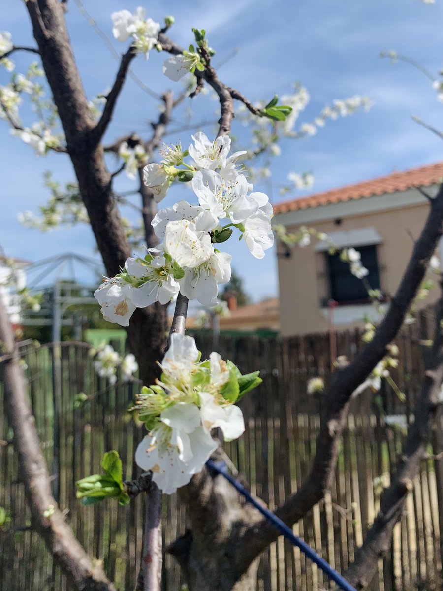 inaocris's tweet photo. Ciruelo en flor 🌸✨
#SpringIsComming https://t.co/Zm09rN1tWG
