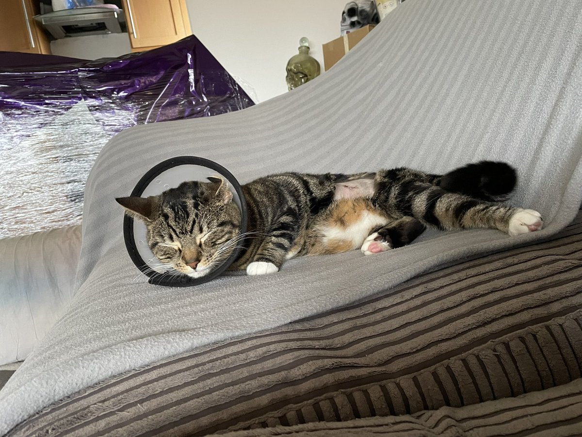 kerrylowz's tweet photo. @UKCopHumour Luna says get well soon 😊. https://t.co/Sr9VQzodXK