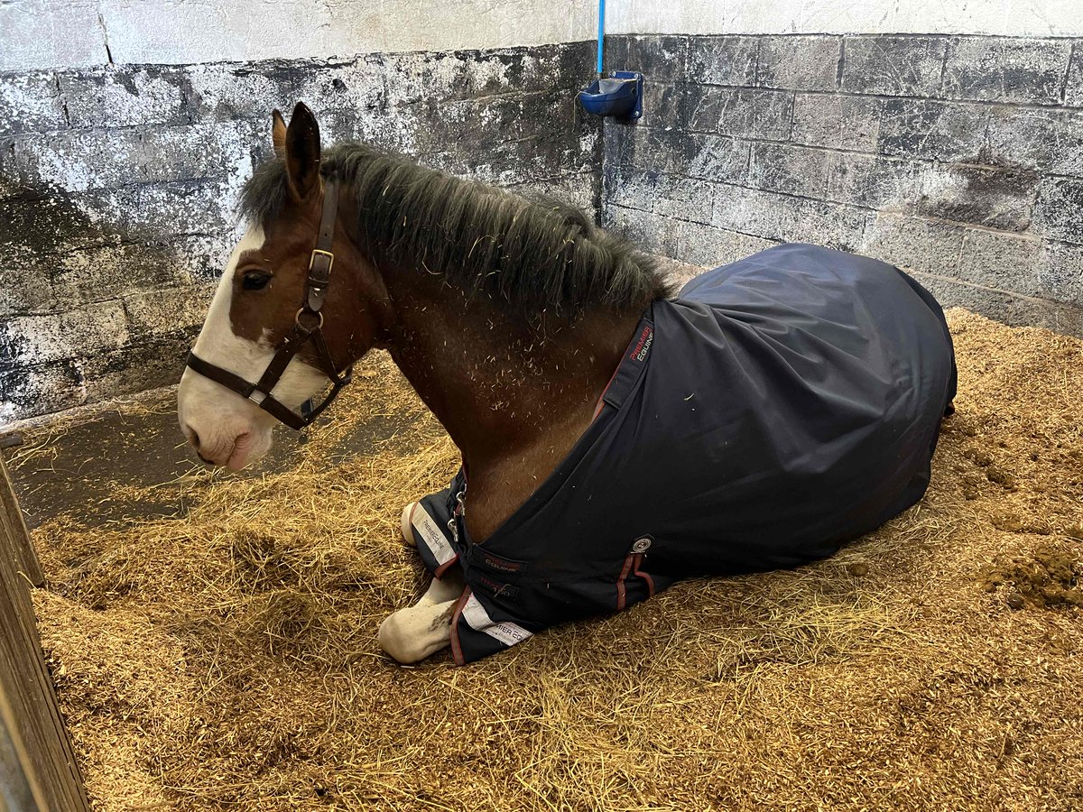 Good morning to all our followers 😁 Police horse Harris decided to have a long lie this morning before he gets to duty later assisting <a href="/GreaterGlasgPol/">Greater Glasgow</a> at the Scottish Cup Quarter Final in Glasgow. We will also be assisting #KeepingPeopleSafe @GreenockPolice later 🐴 😎👮🏻👮🏻‍♂️
