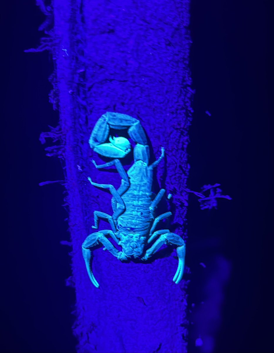 PeaPodExplorer's tweet image. Night time jungle tour in Costa Rica!