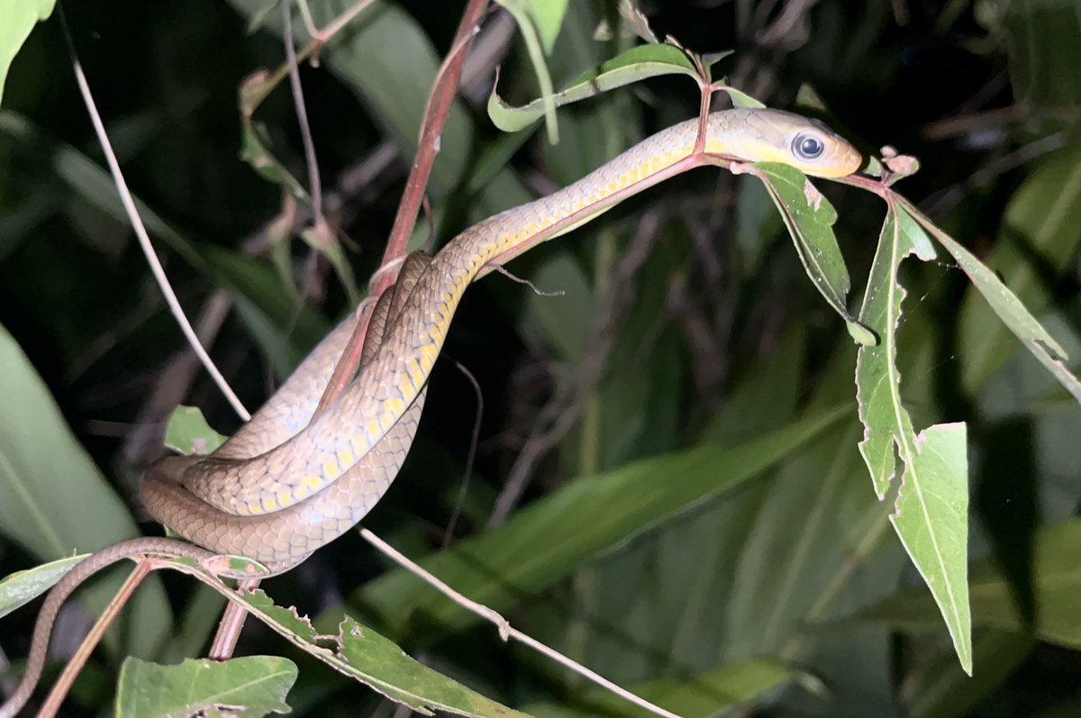 PeaPodExplorer's tweet image. Night time jungle tour in Costa Rica!