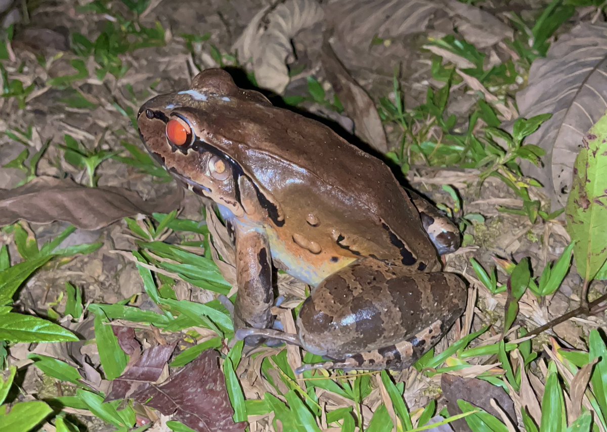 PeaPodExplorer's tweet image. Night time jungle tour in Costa Rica!