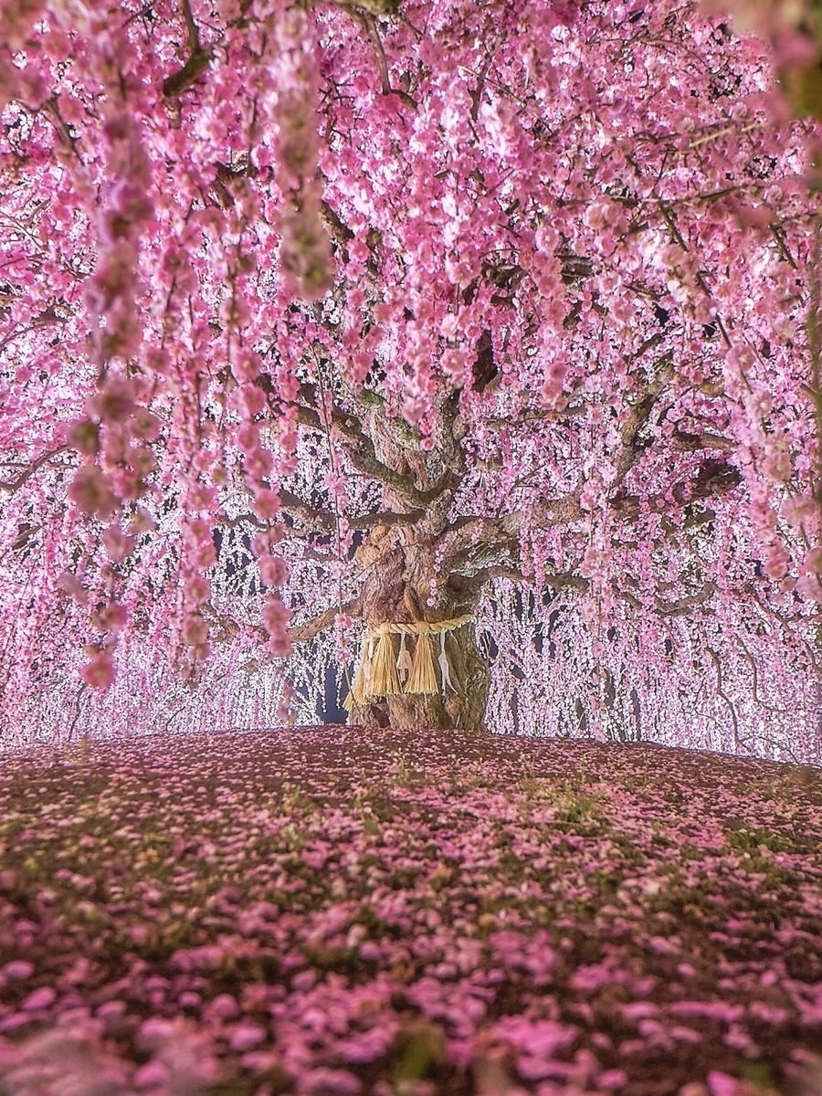 希少 しだれ梅 100年かけて育てられた三重のしだれ梅が想像を超えていた