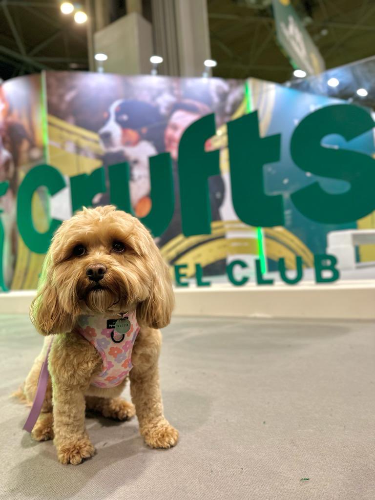 EmCox1's tweet photo. Crufts 2023. What an amazing opportunity. Nellie was honoured to be invited to represent @PetsAsTherapyUK on their stand. https://t.co/ASZ1a0JoYT