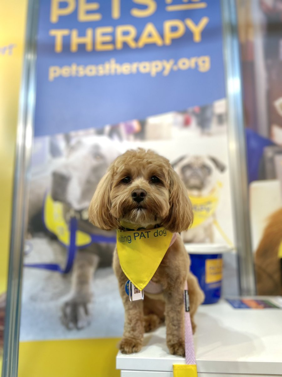 EmCox1's tweet photo. Crufts 2023. What an amazing opportunity. Nellie was honoured to be invited to represent @PetsAsTherapyUK on their stand. https://t.co/ASZ1a0JoYT