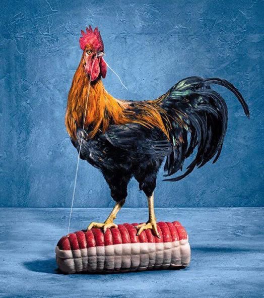 Bon, je crois que le plat de ce dimanche midi est tout trouvé, après cette victoire historique des Bleus à Twickenham 😜
#ANGFRA #SixNations2023