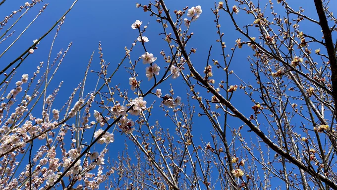 あとこれ左が普通の梅で右が茶筅梅(チャセンバイ)って梅らしいんだけど茶筅梅は花びらがなくてオシベメシベと萼だけで満開でも全然そうは見えないらしい 