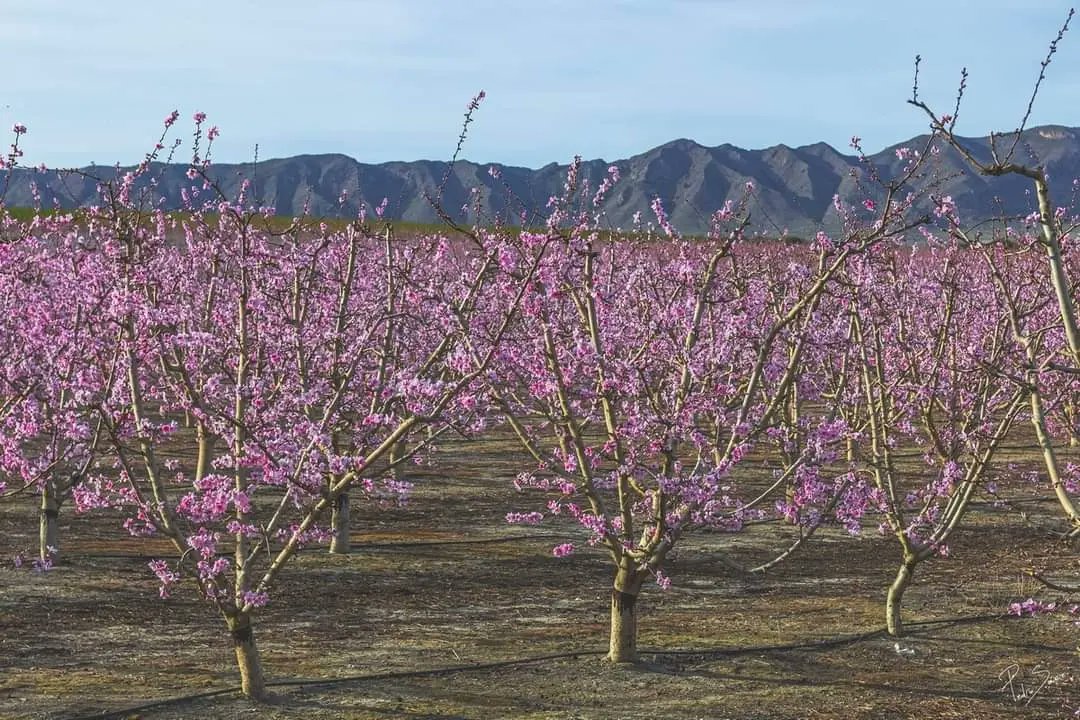 ¡Guau! Ya está aquí, en estos primeros compases del mes de #marzo2023, el espectáculo de la famosa floración de #Cieza (#Murcia). ¡No te la pierdas! ¡Qué bonita tonalidad presenta el paisaje! Imágenes: Pedro Sáez.