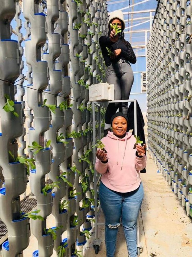 MugishaElie_'s tweet photo. The world population is increasing rapidly and the land for farming keeps reducing. 

This is why vertical farming should be the future of agriculture! 

The system provides more spaces upward. https://t.co/UkaHagWK5D