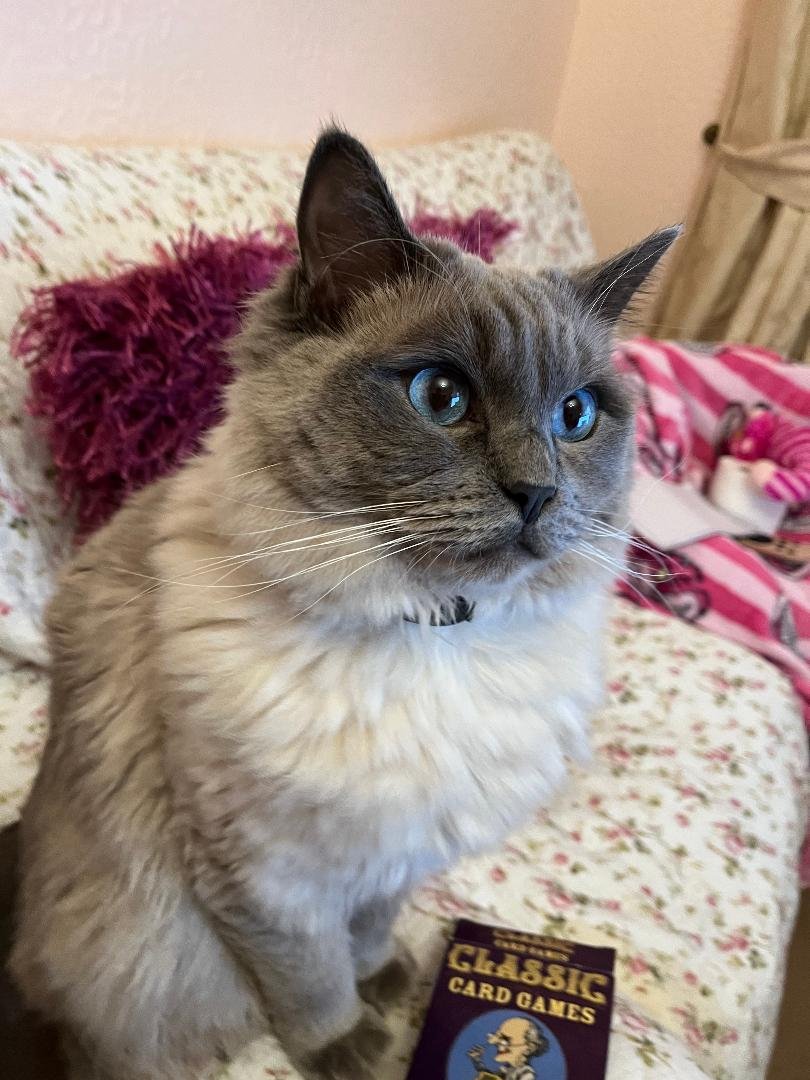 ElizabethRadcl5's tweet photo. Not happy my humum on Sunday Funday has told me she is going to London to meet #jasonstarrbooks for lunch. Sunday is the day where I expect her to run around with me chasing the red dot. I will be contacting our leader Larry the Cat to make a formal complaint x Love Boots https://t.co/r6xGydVEJ6