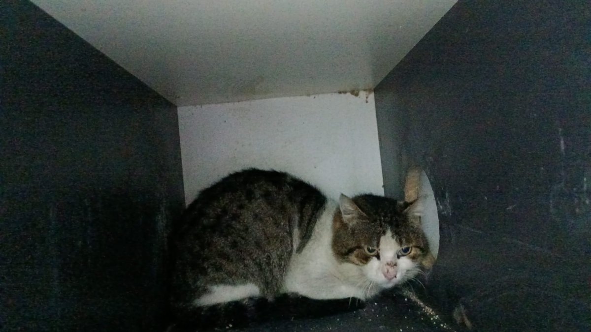 Depremzede kedi isteyen 7 kişiye de bu kedinin fotoğrafini attim. Hepsi vazgeçtiler.
 Kimsesiz kalmis bir kediden güzellik bekleyenler lütfen yazmasin.
Tum ailesi vefat etmiş.
Erkek, 1,5 yas civarinda.
Istanbulda yuva arıyoruz