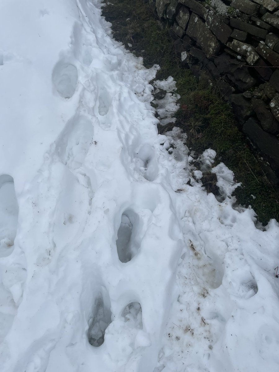 mattjarratt2's tweet photo. Still knee deep on some paths 😂 https://t.co/OhqDQLKDEx