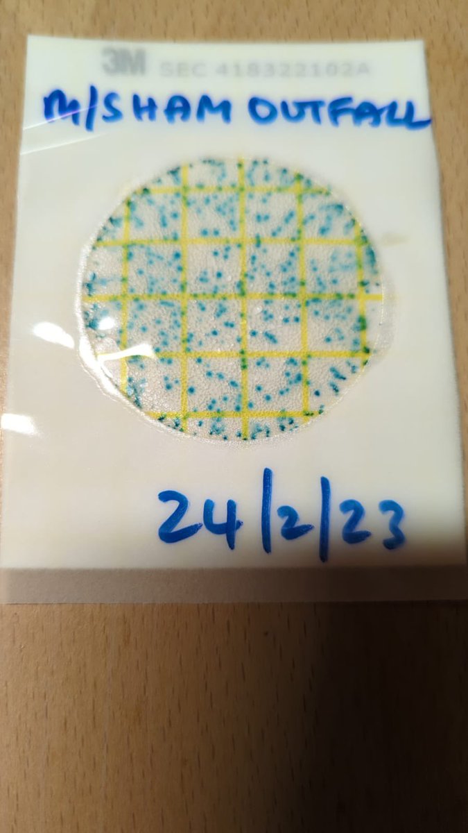 Feargal_Sharkey's tweet photo. Might this be why Thérèse Coffey's @DefraGovUK rejected a bathing application in her own constituency?

E. coli sampling in Martlesham Creek that feeds into the River Deben at Woodbridge.

Sample taken 2 weeks ago. There should be no more than 9 blue dots. How many can you count? https://t.co/FgybFqcgwh