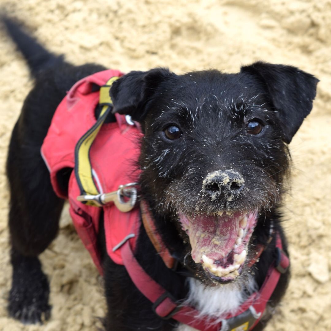 Nigel is keeping his spirits high, even though he doesn't get much attention! 🐶 Let's help him find his forever home, share this post to spread the word! 🙌🏼 

Who else wants to help Nigel find his happy ending? 🤗

#ForeverHome #adoption #Ineedhome #PatterdaleTerrier