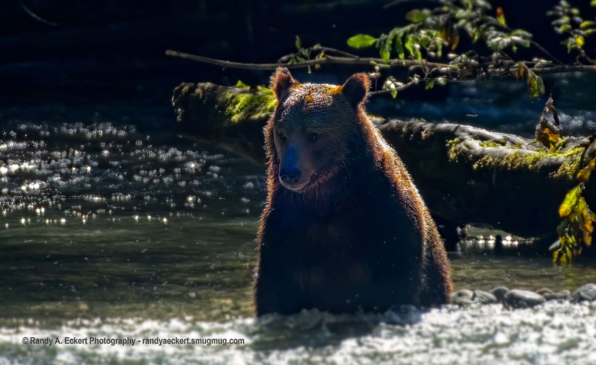 Searching for the big one

Grizzly  fishing in Bute Inlet, BC

#grizzly #bear #buteinlet