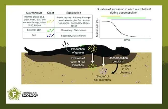 FEMSmicro's tweet photo. Is there life after death 💀? In a sense, this is sure for microorganisms🦠! Mason and colleagues reviewed the microbial community dynamics and succession during vertebrate decomposition in terrestrial ecosystems! #FEMSMicrobiolEcol #necrobiome #Review 
👉 https://t.co/2a8P7dr7DH https://t.co/OXz1GgWVzM