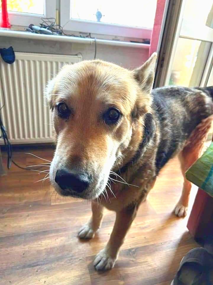 PomożMY Piracikowi znaleźć nowy dom. RT🙏

"Od dziś bezdomny, niczyj..
Nie do wiary...
Żeby po śmierci opiekunki ten cudny, kanapowy, grzeczny i zdrowy piesek  trafił do schroniska..
Nie chce sobie wyobrażać jak to biedne zwierzę będzie się czuło.....
Szczecin.
Tel. 786 199 738"