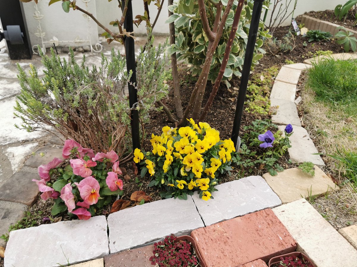 TATO_gardening's tweet photo. This anemone is here.

#GardeningTwitter 
#gardening 
#anemone
#flower 
#springflower 
#Luvflower
#Cuteflower https://t.co/Efz36WwGbx