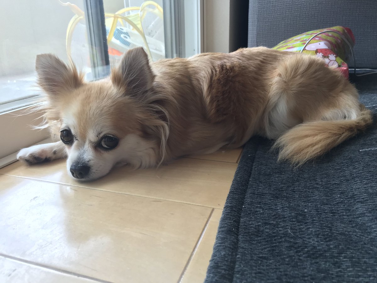 #拡散希望 #チワワのいる暮らし #こつぶを救いたい
大きい方の病院に行った後はなぜかいつも元気がない。採血したところが痛むのかな、、