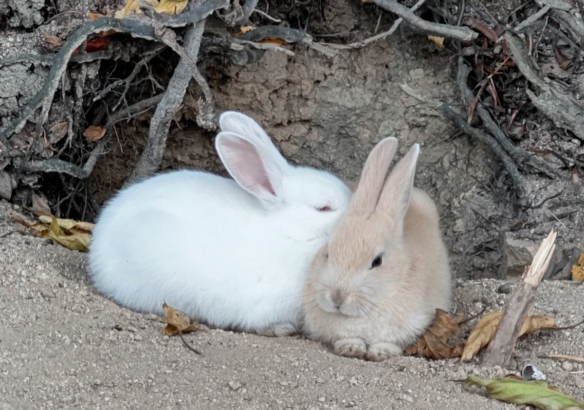 ストライダー麻美RX🐰 tweet media