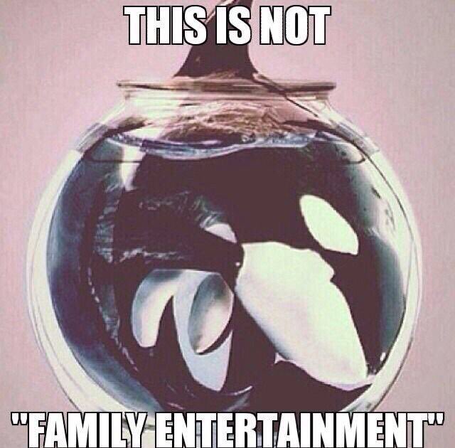 Orcas belong in the wild, not in captivity for the use of 'entertainment' #EmptyTheTanks #FreeTheOrcas