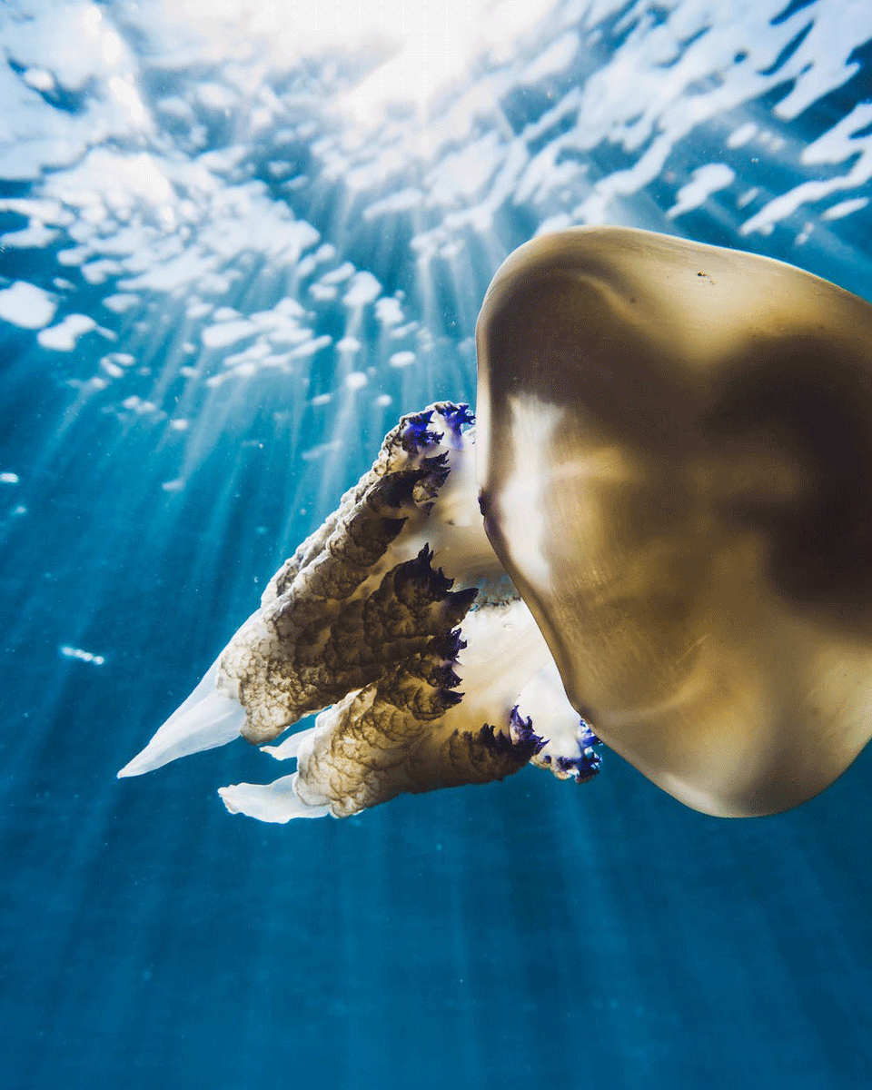 LeaveNoTraceIrl's tweet photo. 🐳 Exploring our Marine: The Barrel Jellyfish (A Thread!)
• Conservation status: Common
• When to see: May to October
#ExploringOurMarine
@ExporersEdu @MarineInst
1/6 https://t.co/SS9ZItu9qO