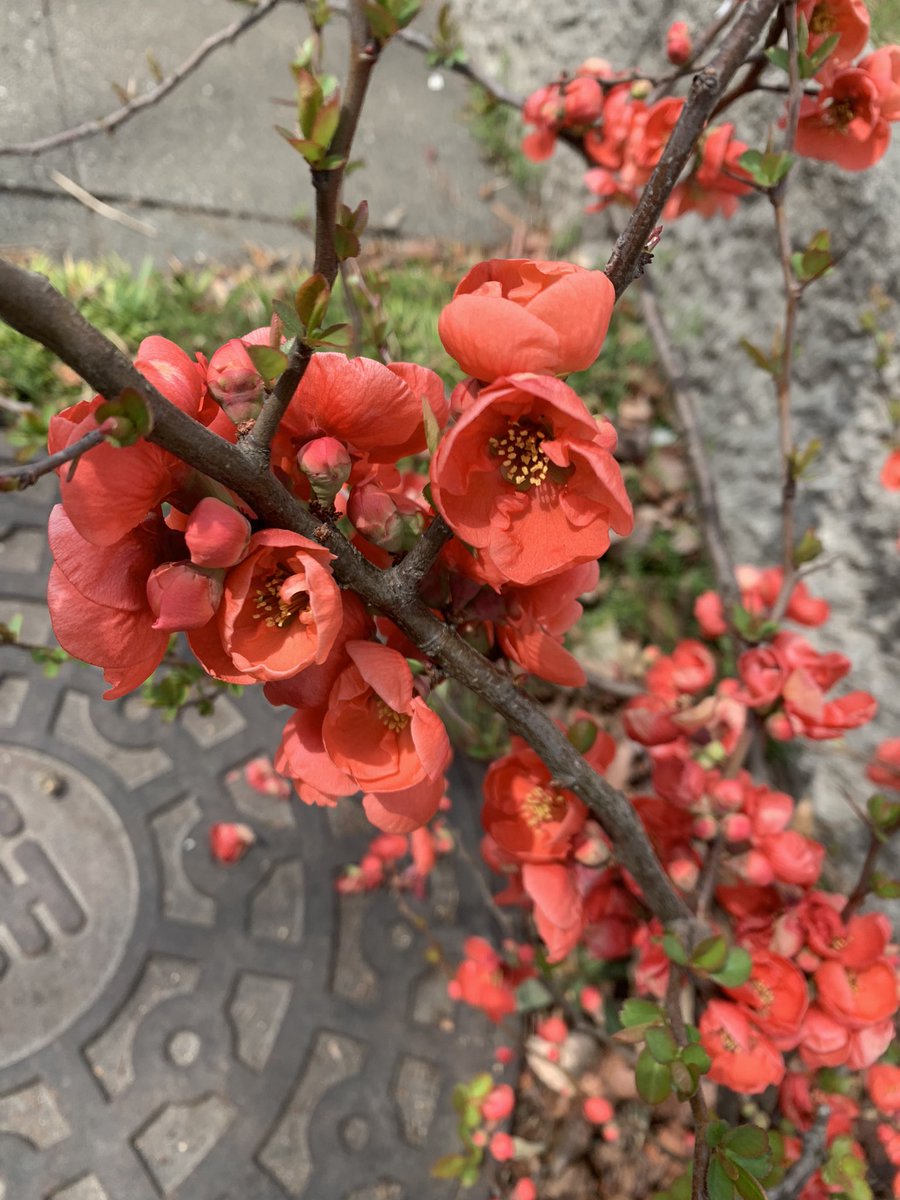 低い木の綺麗な赤い花がありました🌺
春ですねぇ ᐕ)ﾉ https://t.co/ugt3gf4GDz