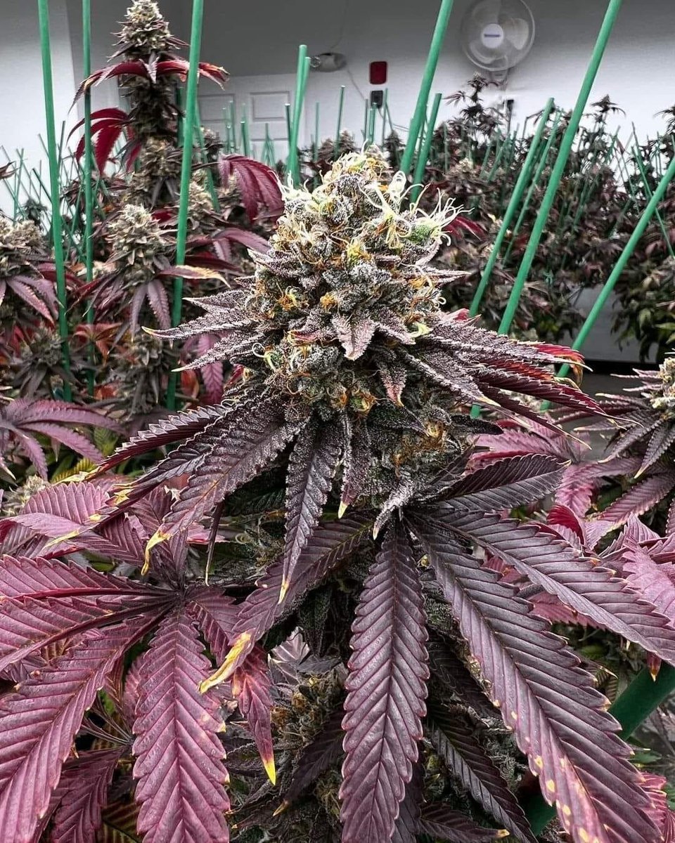 LKBanks420's tweet photo. Donny Burger is a slightly sativa dominant hybrid strain (60% sativa/40% indica) created through crossing the powerful GMO  X Han Solo Burger strains. https://t.co/Al3EyLmYSA