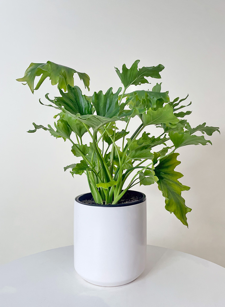 AmazingGFlowers's tweet photo. We've just launched our Philodendron Lickety Split! Now available online https://t.co/UYvonUKktP
