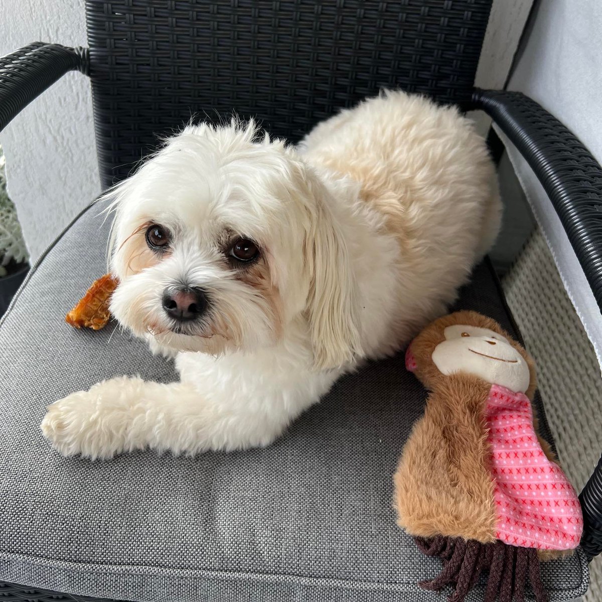 Chill Pill 🔮 (Bald) tweet media