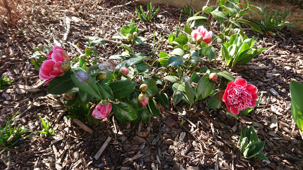 Primavera in anticipo  #BSD