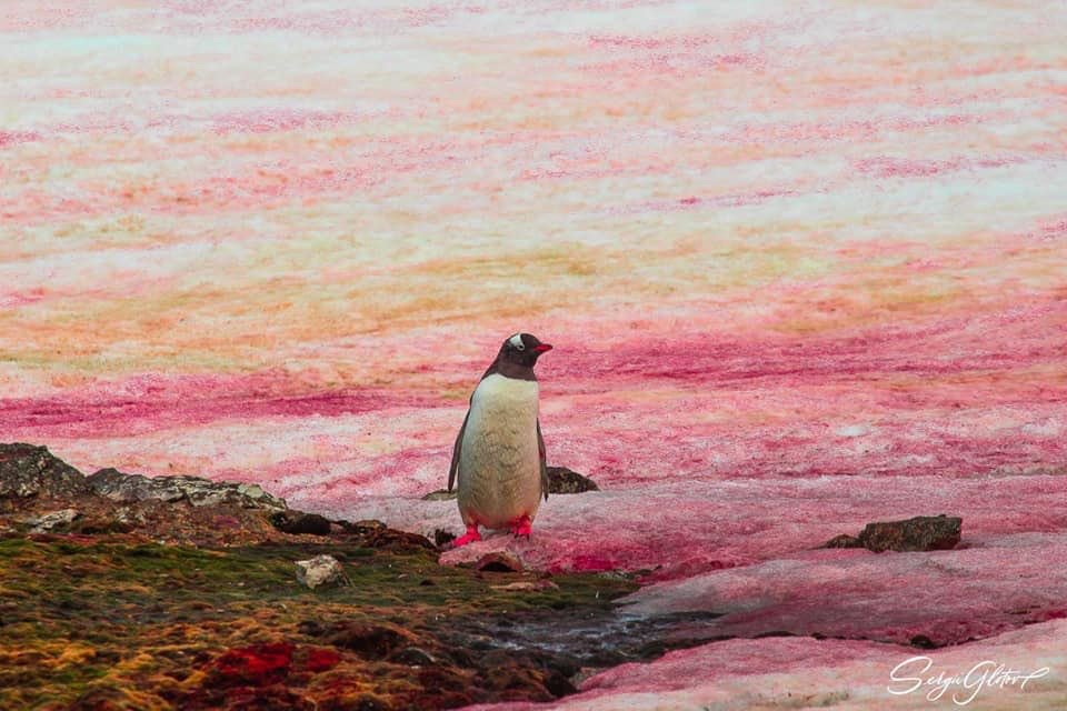 kdneedles's tweet photo. That is, hot ice and wondrous strange snow.  
Midsummer Night's Dream
#ShakespeareSunday      #pinksnow https://t.co/Akcx3aQNPe