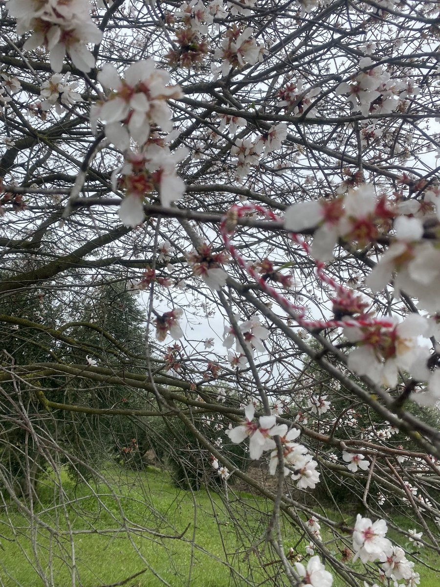Nihayet Gölyazı’da leylek görüp Marteniçka bilekliğimi dileklerimle dala bağladım. Neler diledim neler..🌸🌺🌼