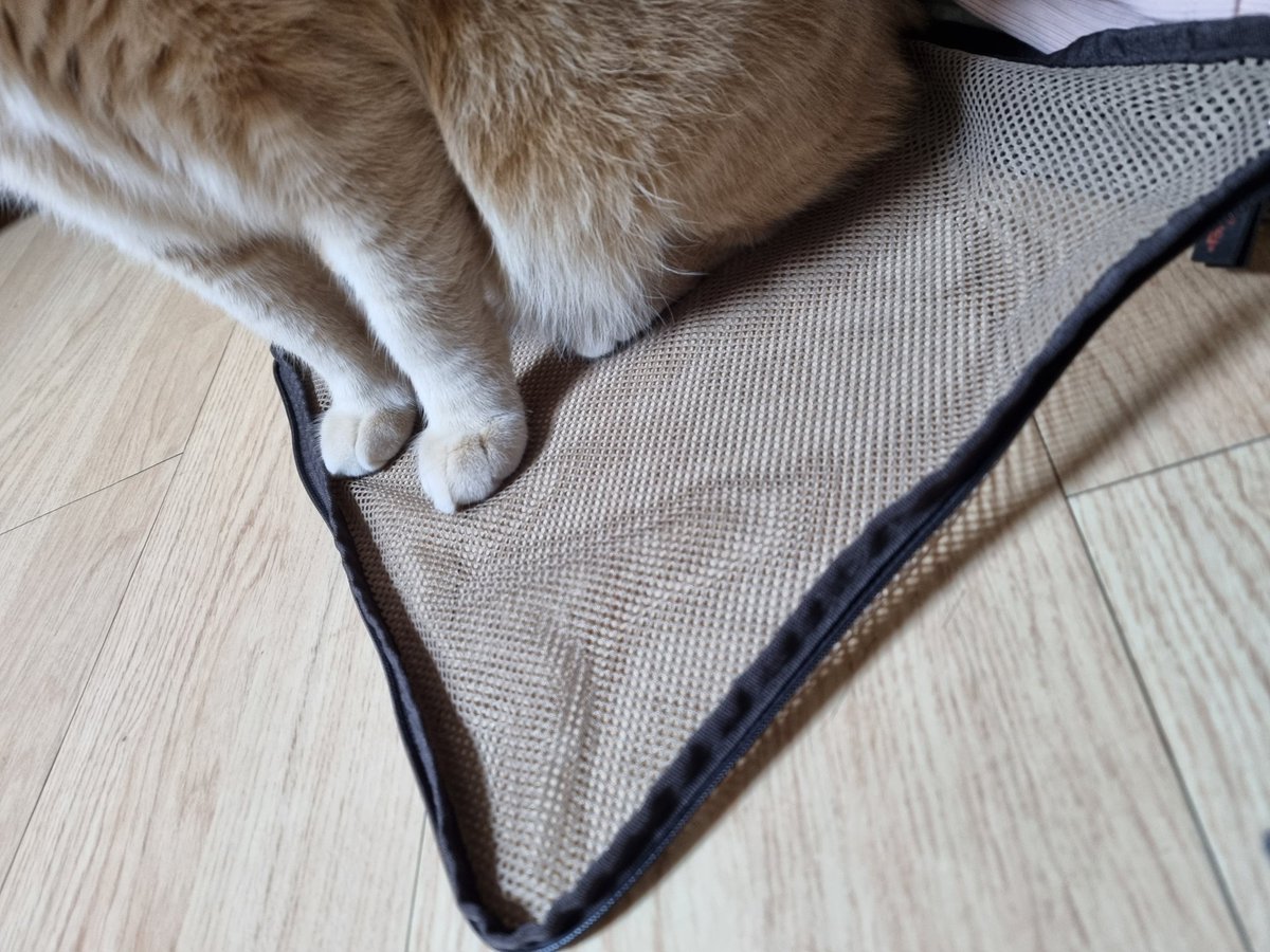 누나 출장 짐 싸는 와중에 네모 찾은 고영