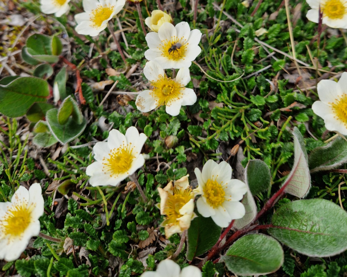 Zackenberg Research Station tweet media