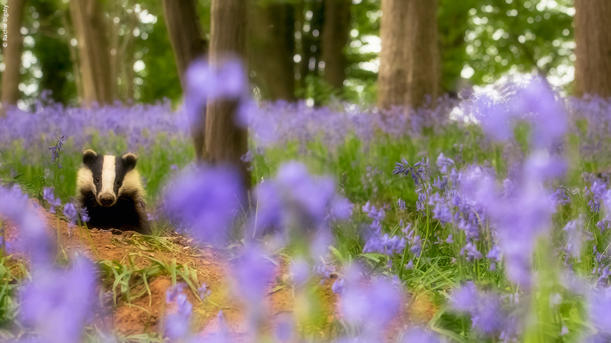 wwf_uk's tweet photo. This is your official #WildIsles reminder. 🦡🌳🦈🦅
Tune into @BBCOne and @BBCiPlayer tonight from 7pm to see #UKNature like never before. 📺
Which species are you looking forward to seeing more of? 👇 https://t.co/lIzu8KaHuX