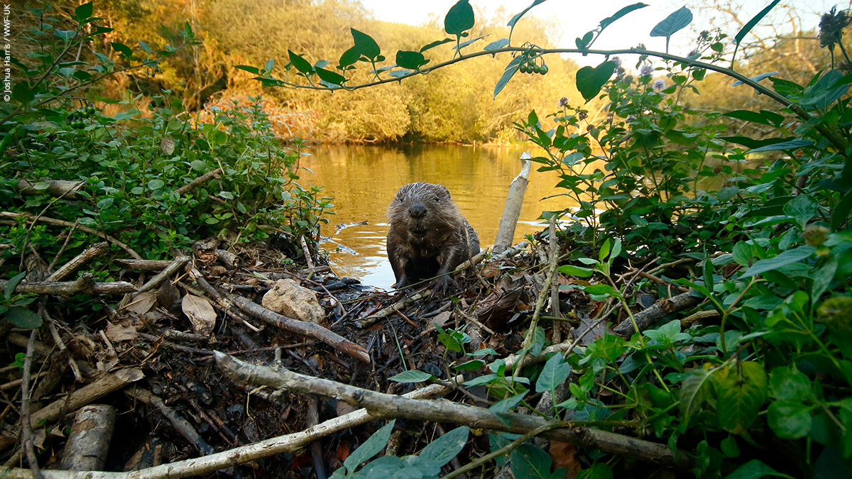 wwf_uk's tweet photo. This is your official #WildIsles reminder. 🦡🌳🦈🦅
Tune into @BBCOne and @BBCiPlayer tonight from 7pm to see #UKNature like never before. 📺
Which species are you looking forward to seeing more of? 👇 https://t.co/lIzu8KaHuX