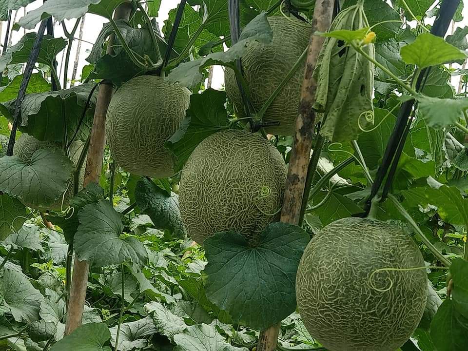 Lumayan buat bekal lebaran tuk isi toples n kasih THR ke sanak saudara.
