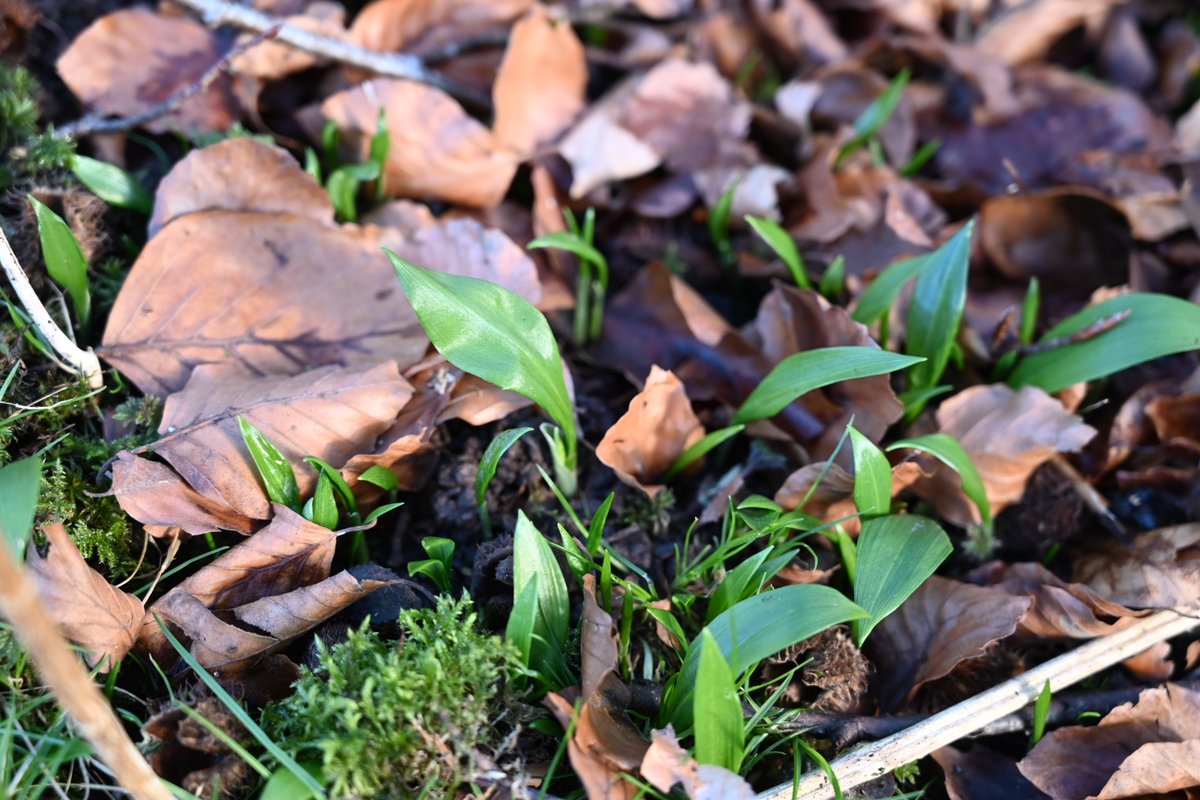 willowford's tweet photo. Wild garlic starting to come through. Delicious addition to sauces and salads https://t.co/TpZxagAQIS