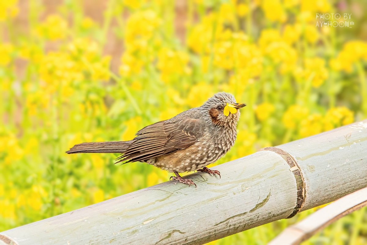AYUMOON_'s tweet photo. ヒーちゃん菜の花も食べるんやね！！
#ヒヨドリ #野鳥撮影 #野鳥 #野鳥写真 https://t.co/XBM2LWnMFg
