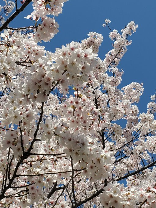  大原櫻子さんの「ひらり」をリクエストします♥️#桜ソング　でしょ‼️名前に「櫻」(桜)が入ってる大原櫻子の歌をリクエス